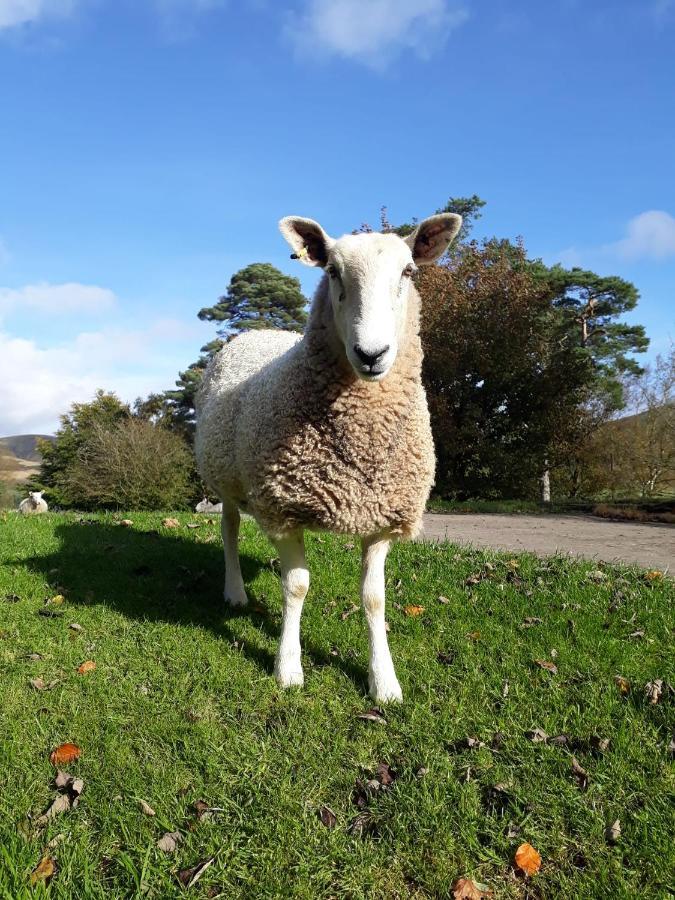 Beautiful Traditional Secluded Country Cottage Sanquhar Exteriör bild